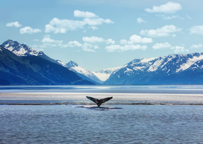 Whale in Alaska / Martina Birnbaum/iStock