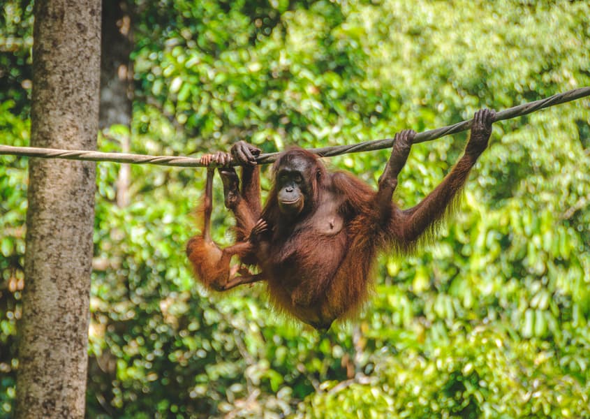 Sepilok Rehabilitation Centre, Malaysian, Borneo / iStock / John Crux
