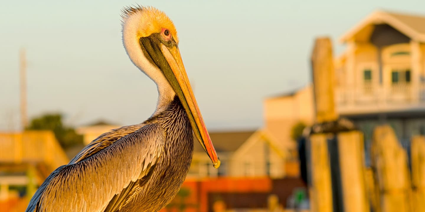 Galveston Island Convention & Visitors Bureau