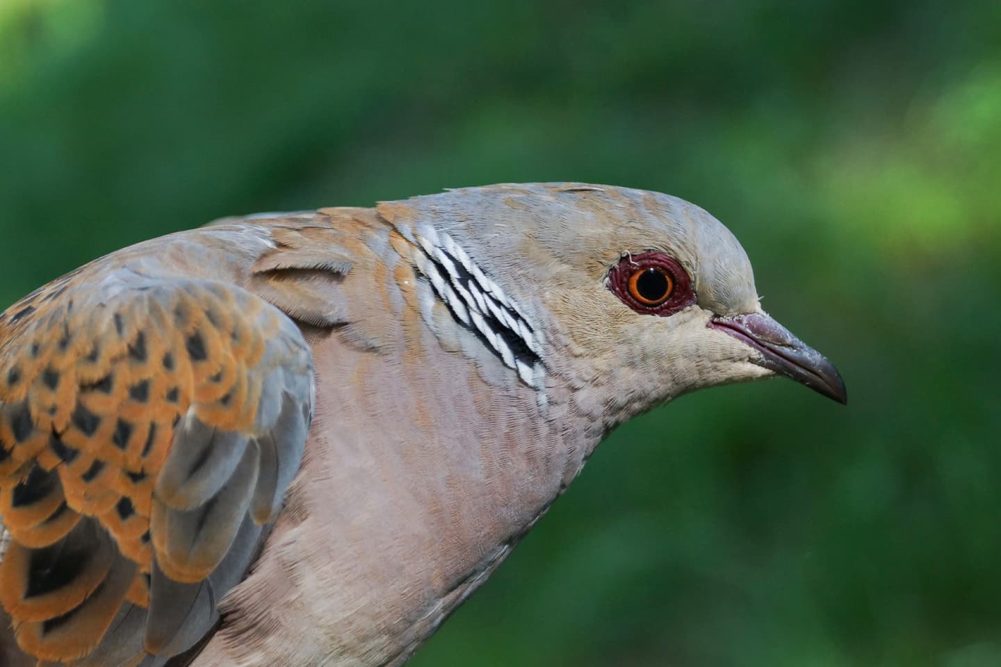 iStock.com / Alba Casals Mitjà