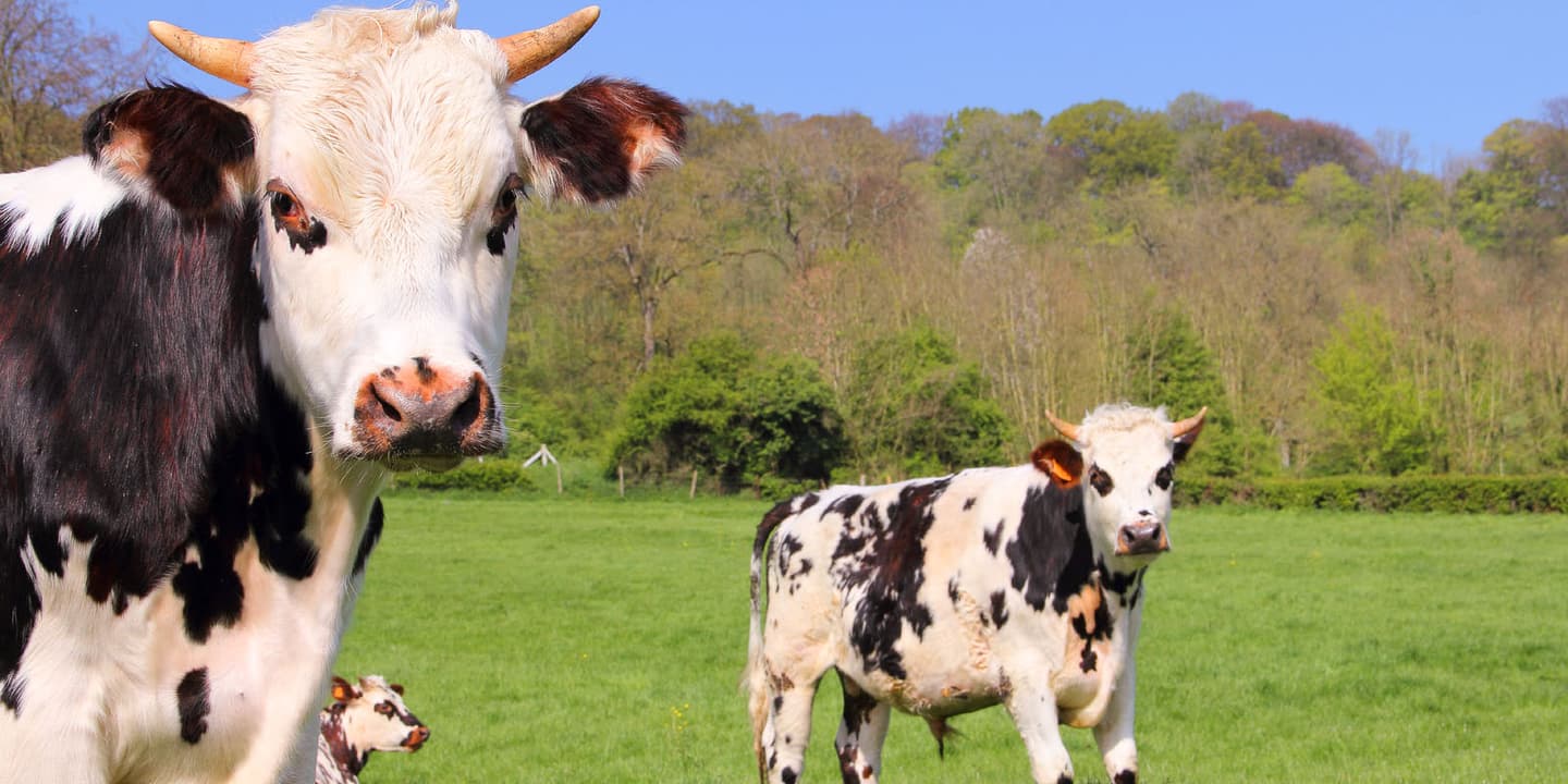 iStock.com / destillat