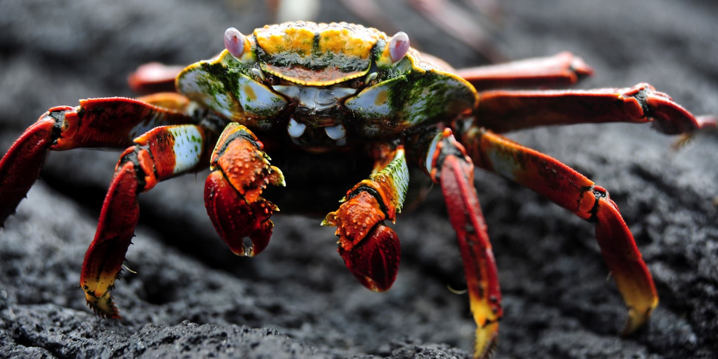 iStock.com / Antenore