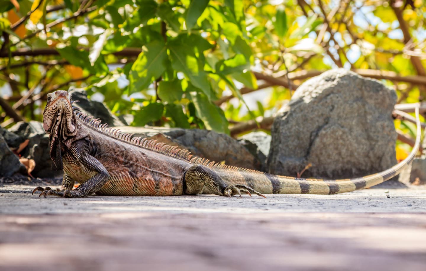 iStock.com / alexeys