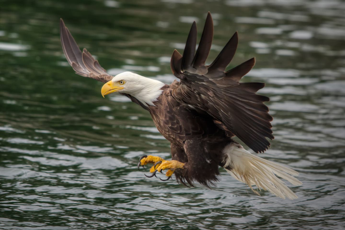 iStock.com / ShobeStudios