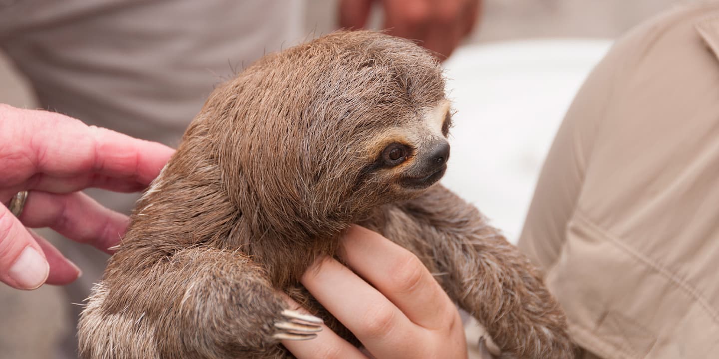 iStock.com / Wildnerdpix