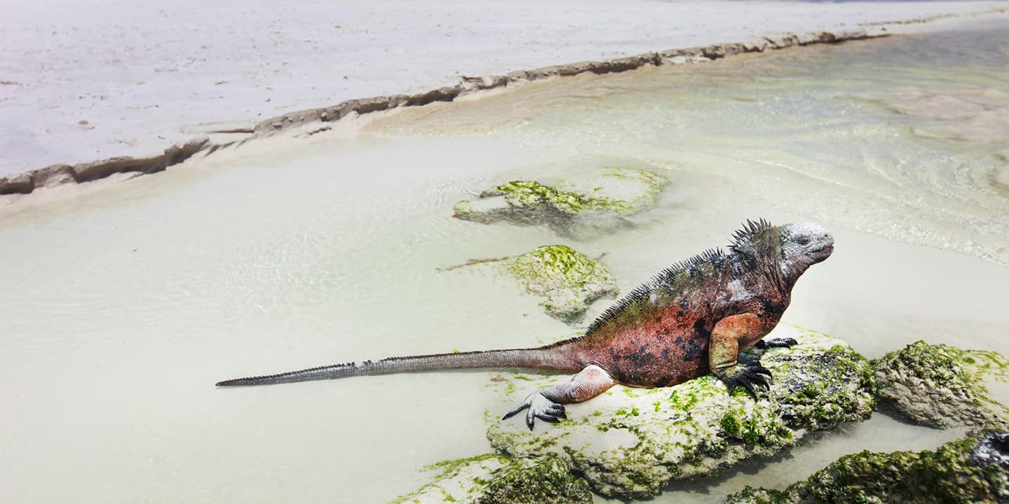 iStock.com / shalamov