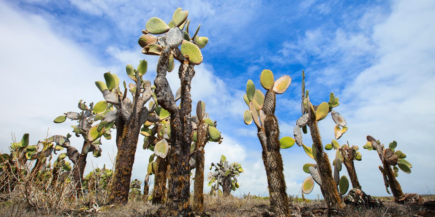 iStock.com / shalamov