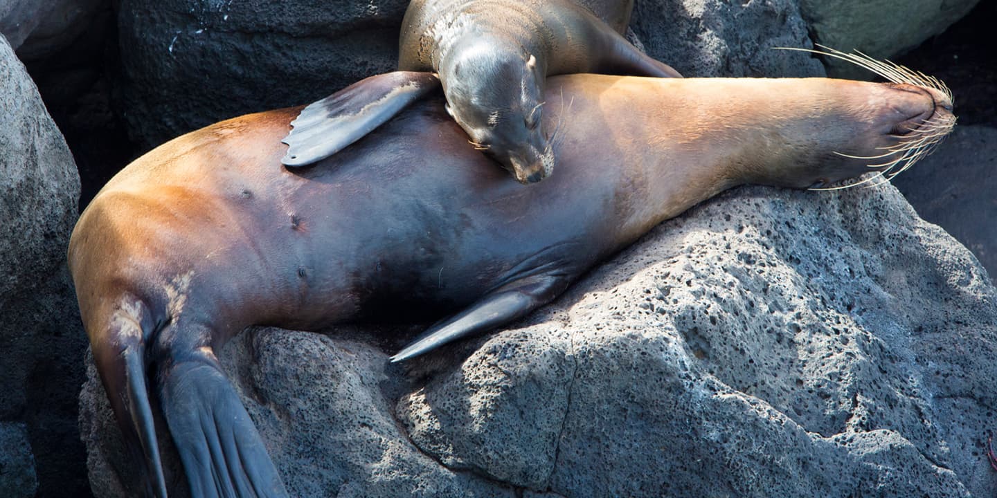 iStock.com / piccaya