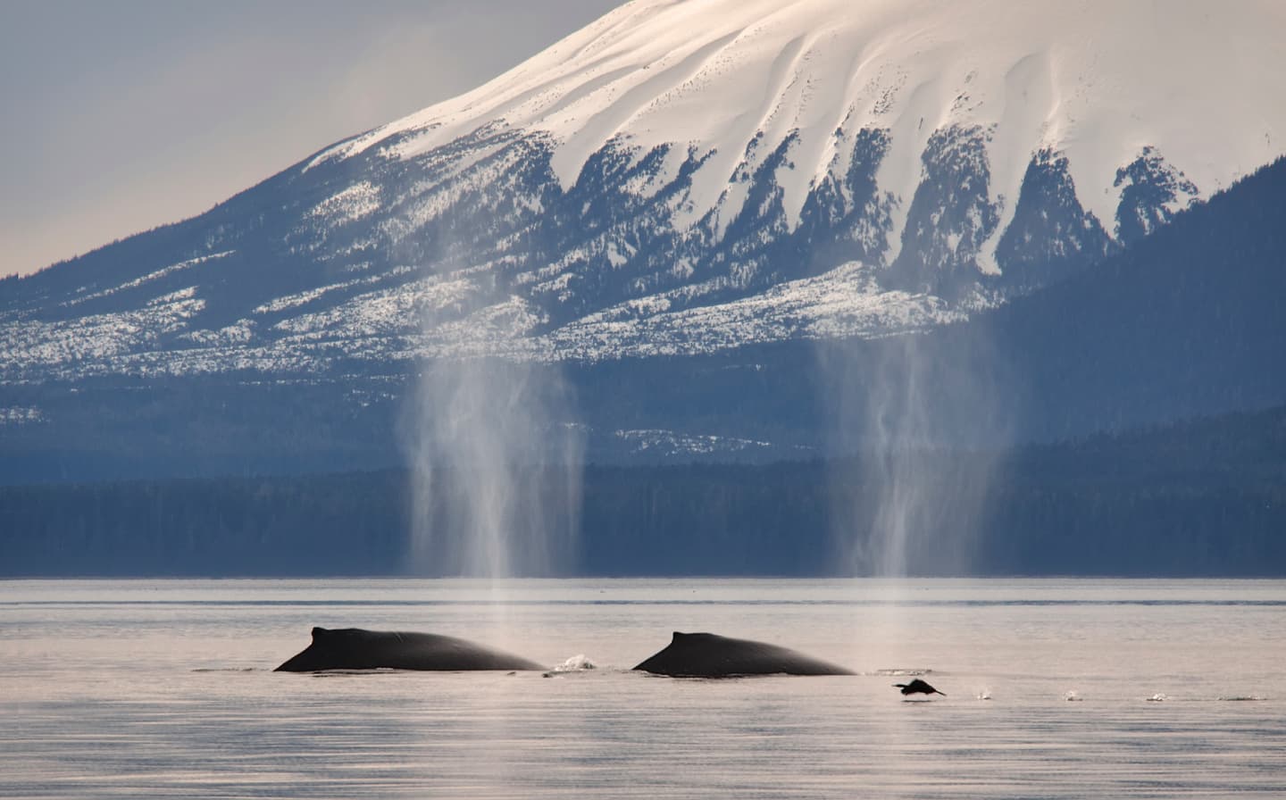 iStock.com / ShobeStudios