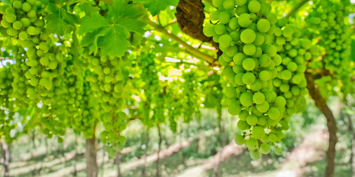 iStock.com / Jolkesky