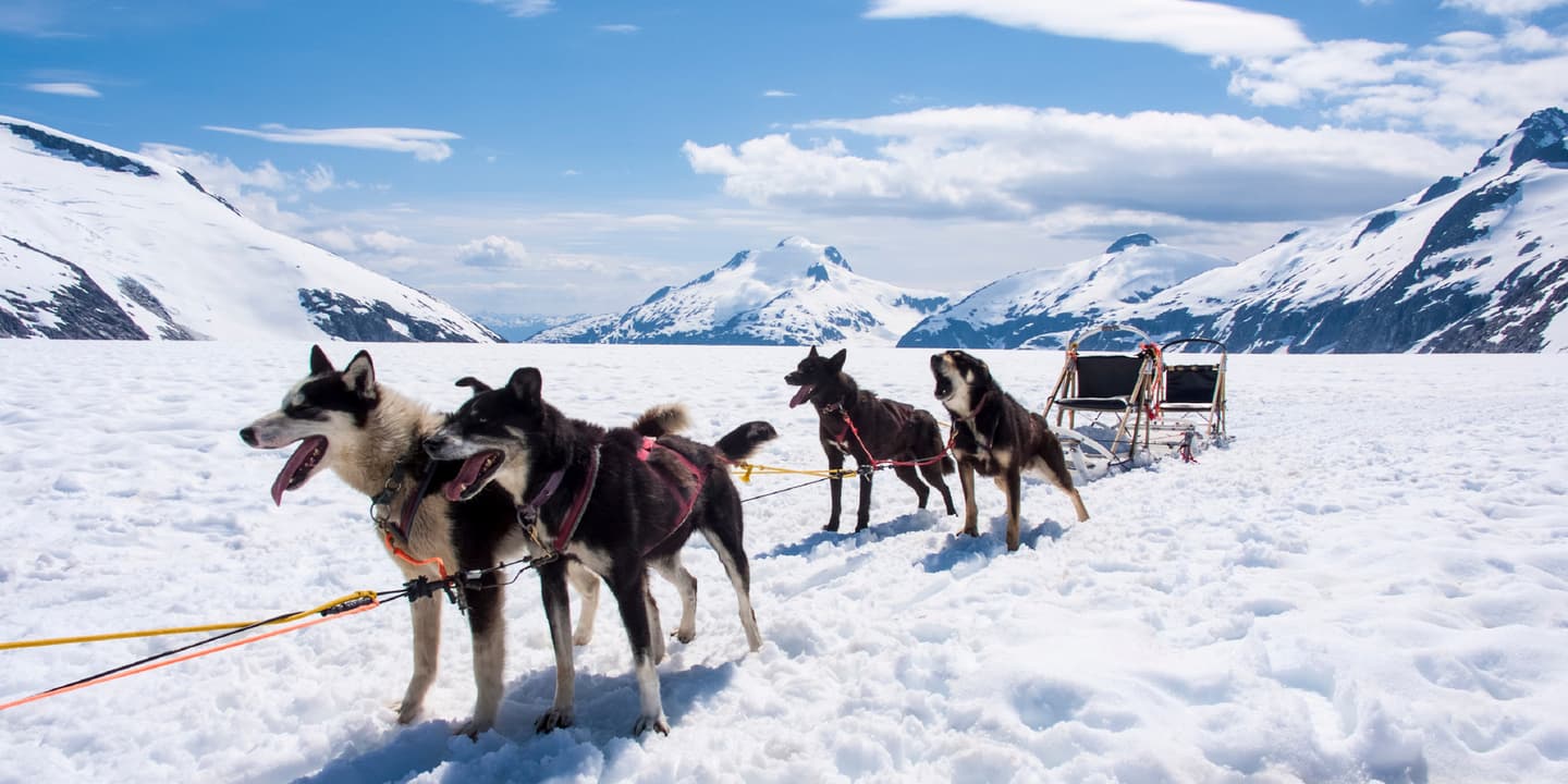 Dog sledding in Alaska / iStock / ad_foto