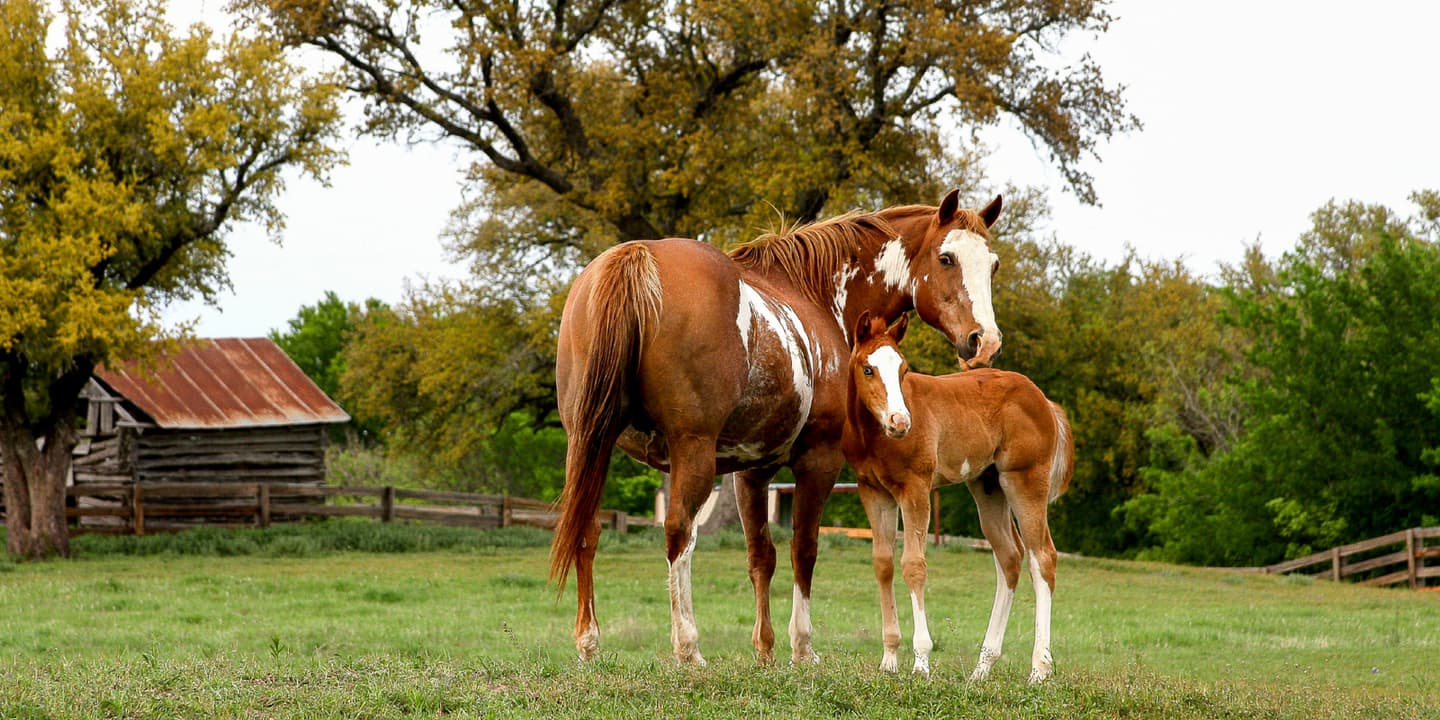 iStock / fleischer57