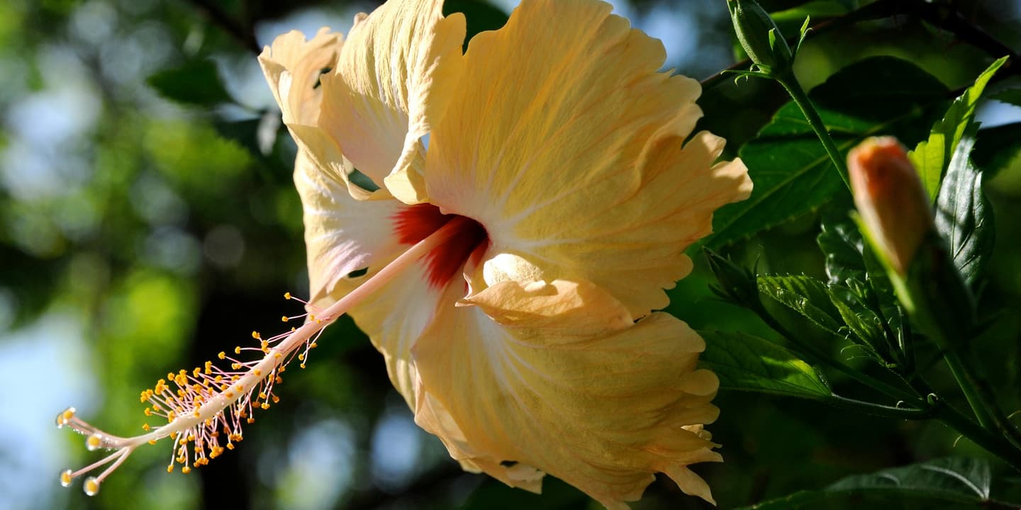 iStock / pititerainette