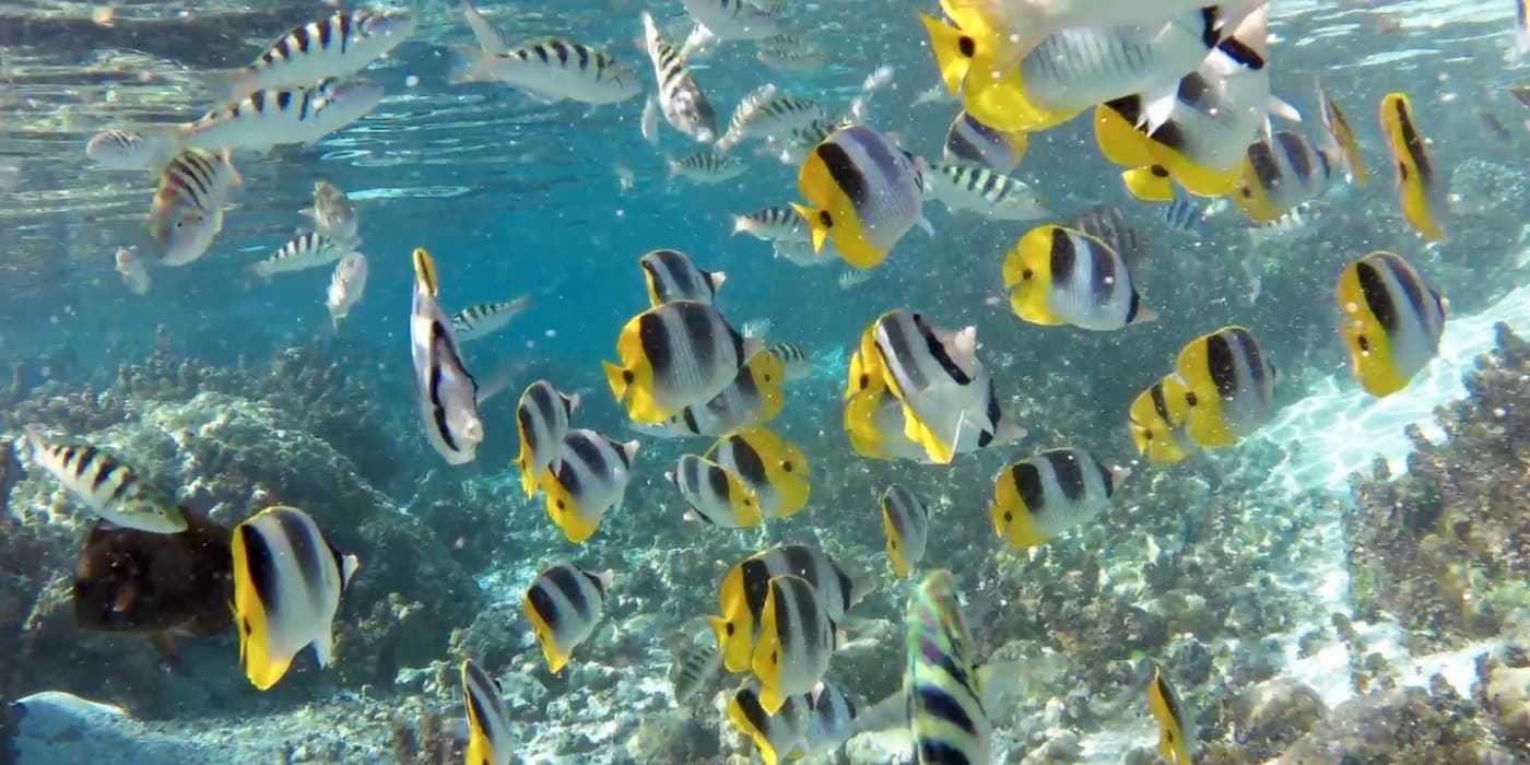 Tahiti Tourisme / Adam Reeder