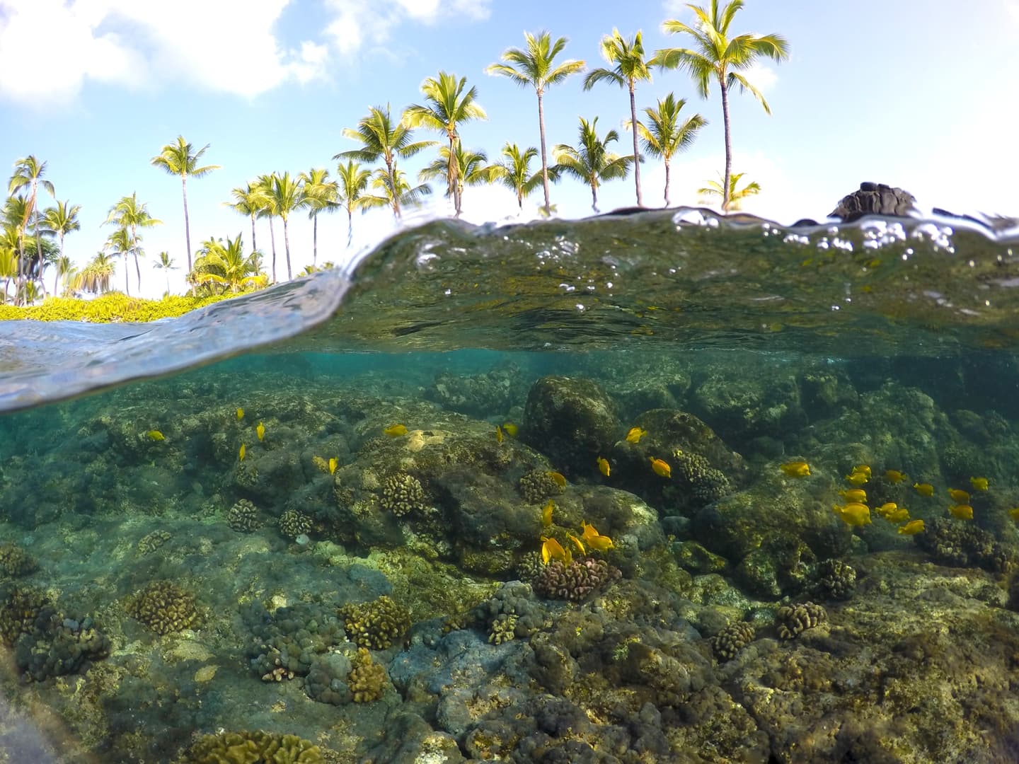 BIVB / Kawika Singson 