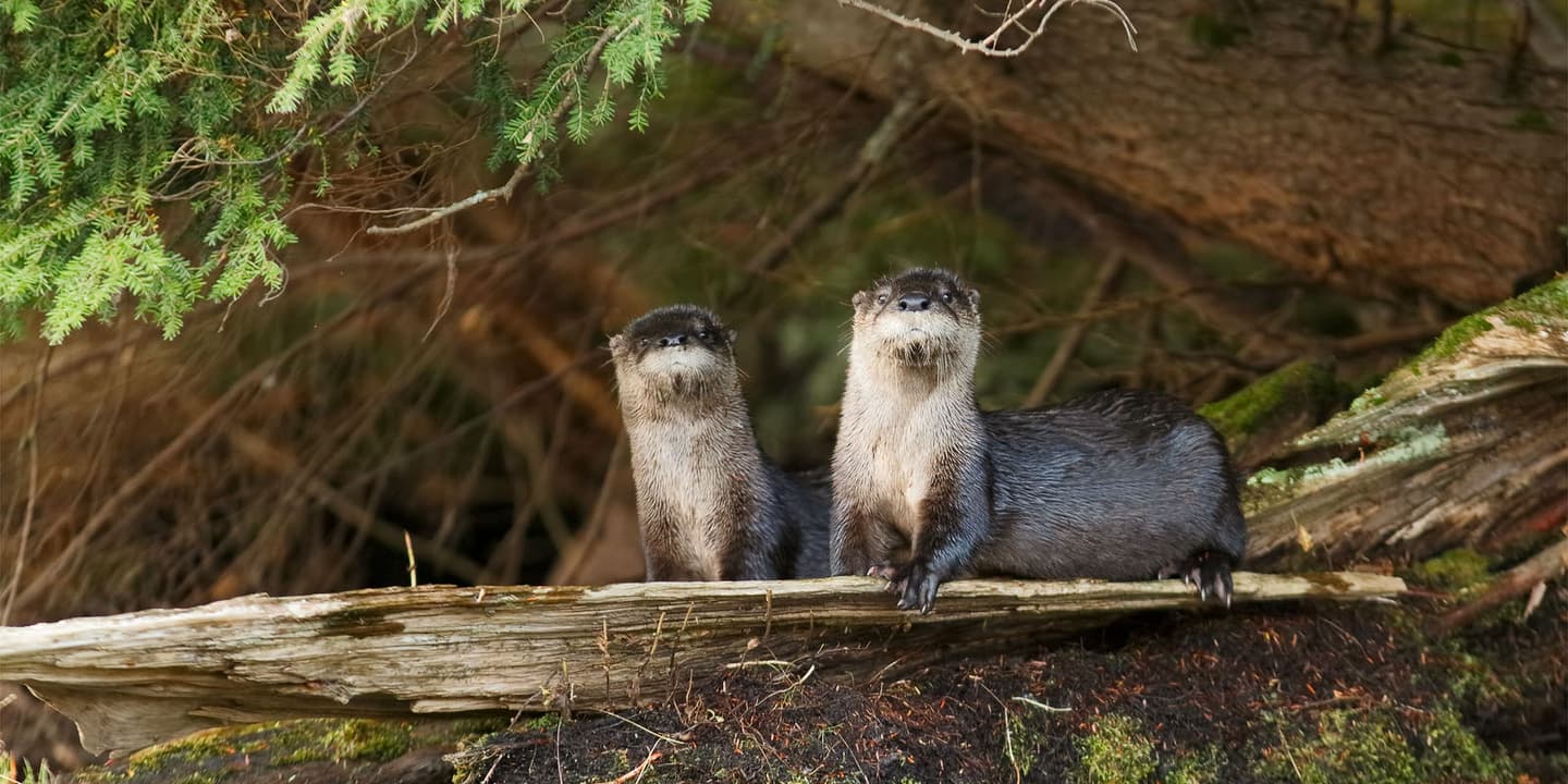 iStock / BrianLasenby