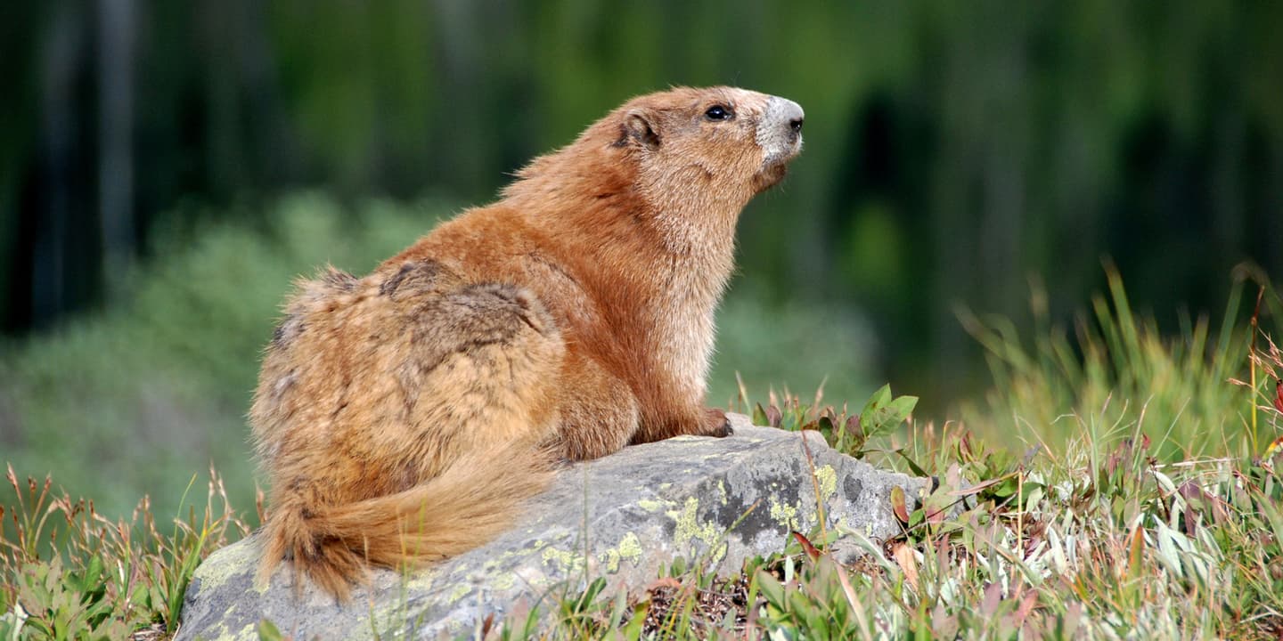 iStock / Molly_Travis