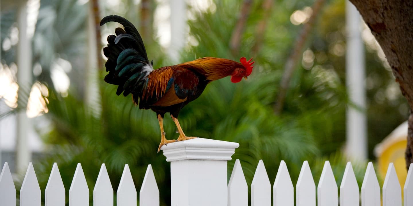 iStock.com / Saracino