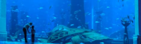 Visitors are awed by the hotel aquarium at Atlantis, The Palm in Dubai