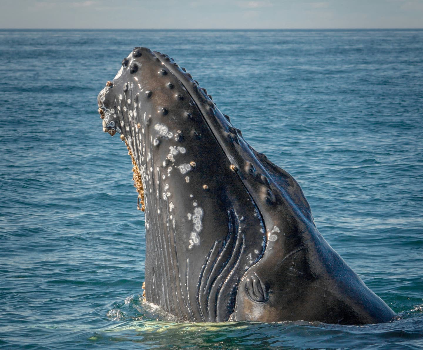 Courtesy of the author/Jorge Vasconez