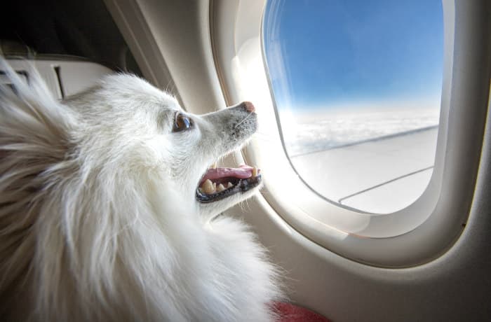 Puppy on plane / Ryan Jello/iStock