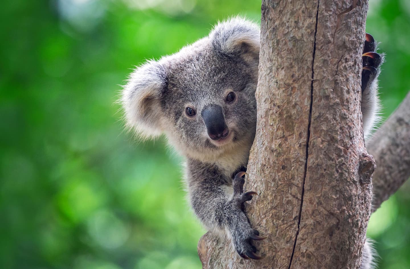 Koala / iStock / undefined undefined