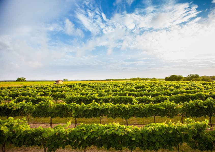 Grape Creek Vineyards