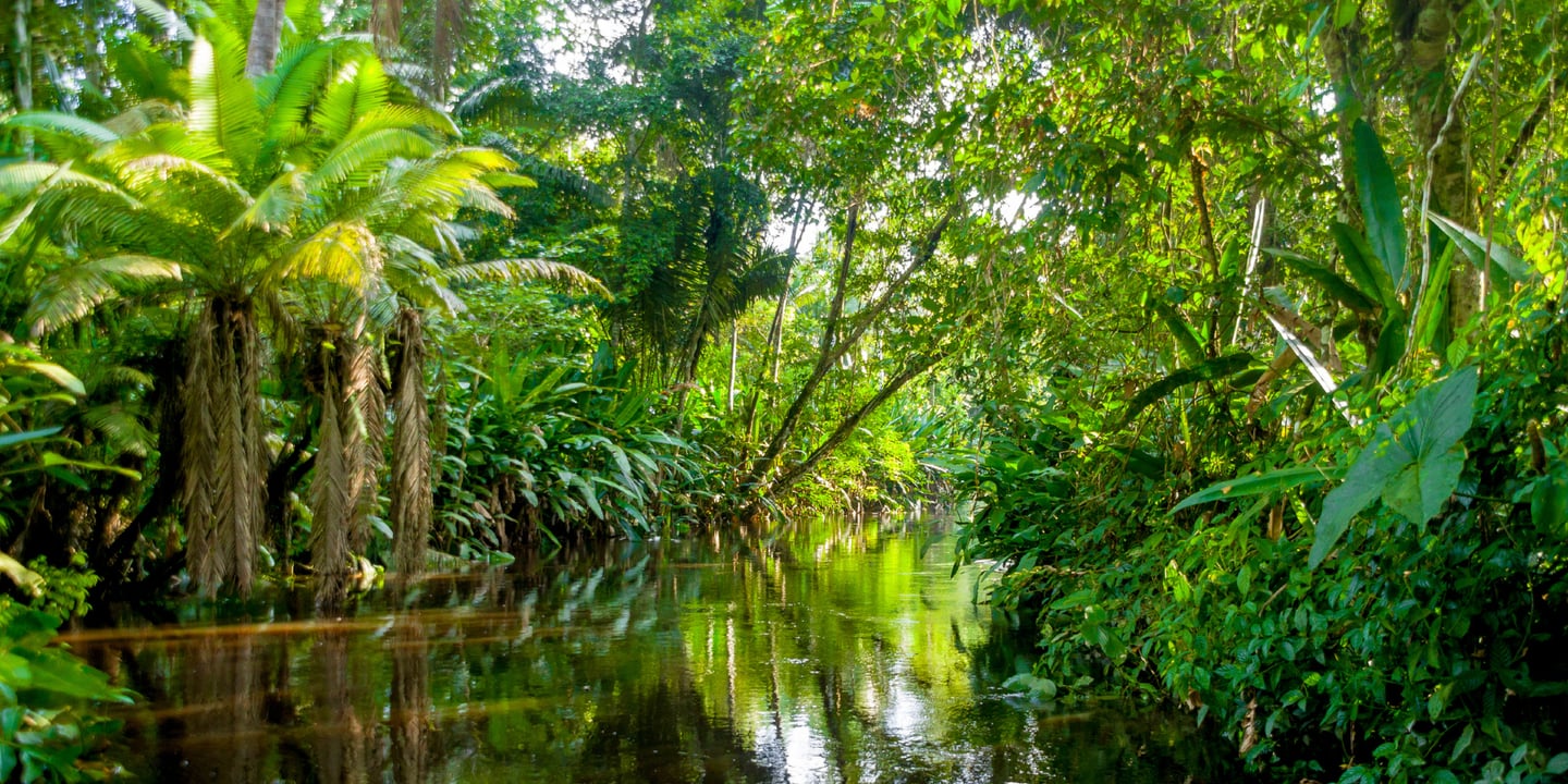 Amazon River 