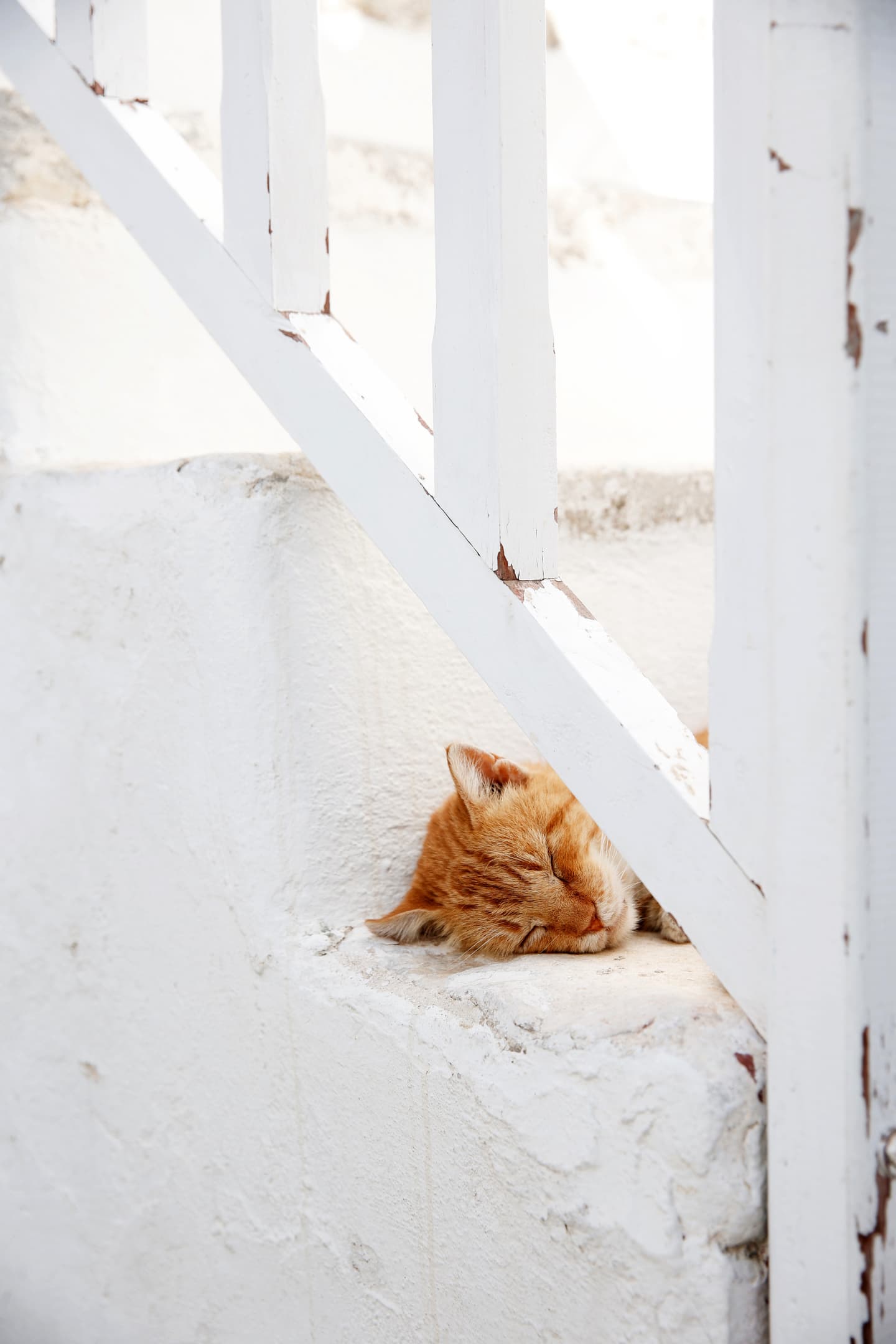 Folegandros-sleeping-cat