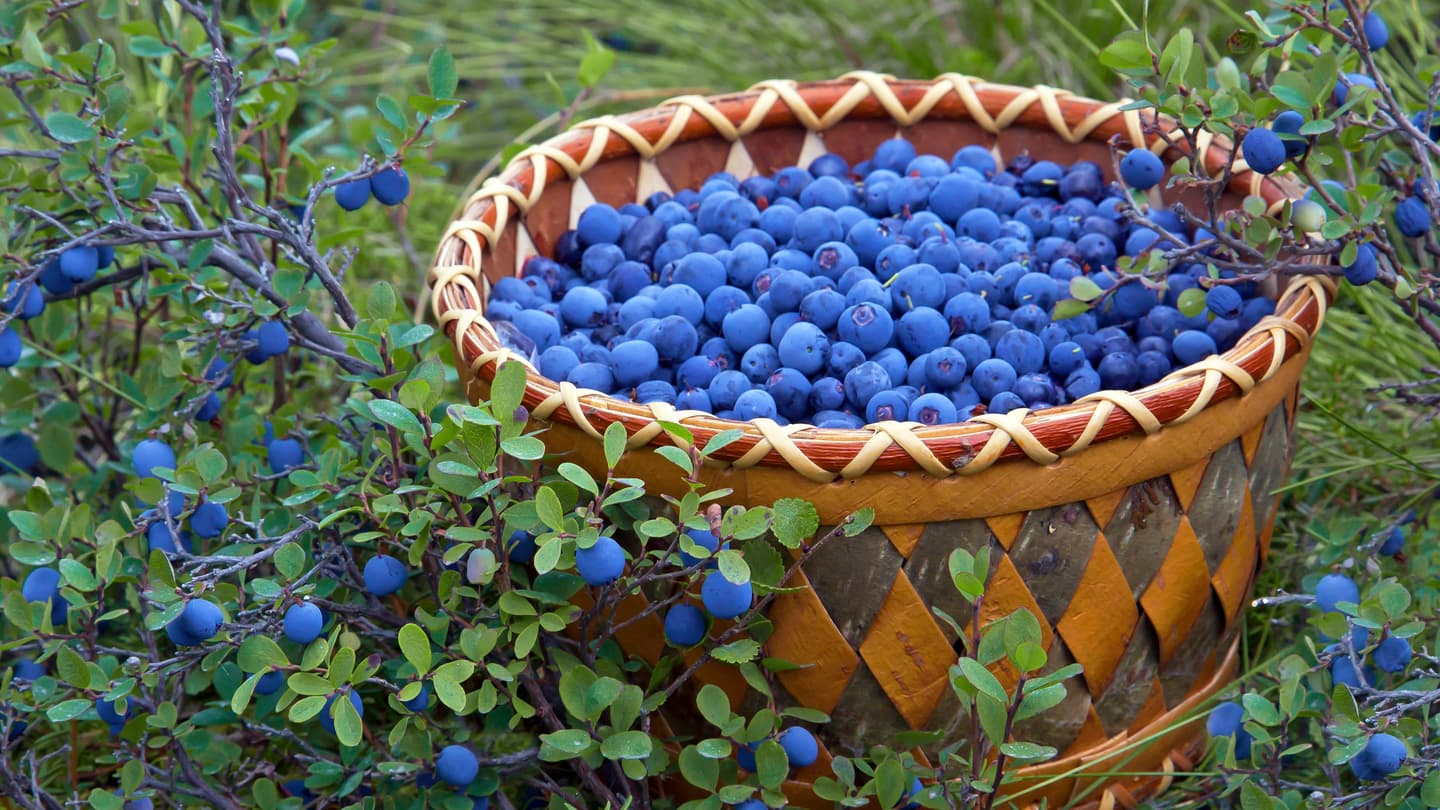 Blueberry-Basket-Donna-Dewhurst-16-9