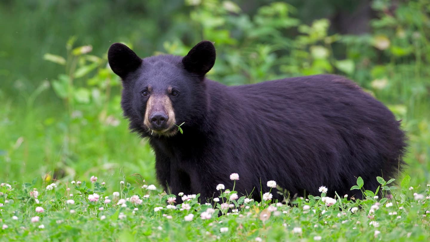 Black-Bear-in-Clover-Donna-Dewhurst-16-9