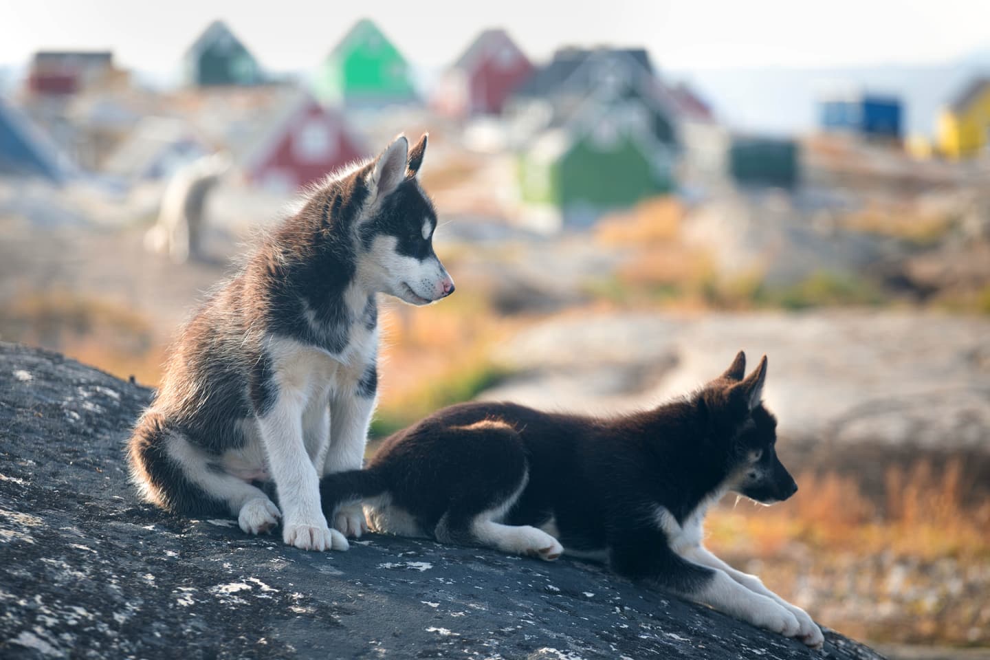 Greenland-sled-dog-puppies
