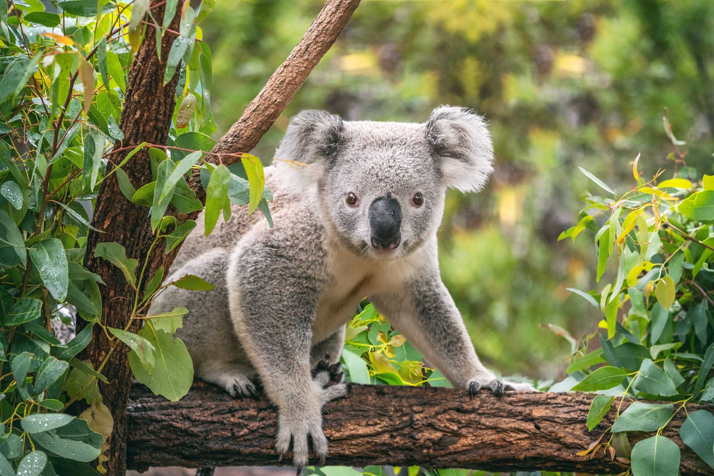 Brisbane-koala