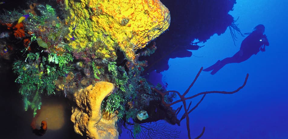 Photo by Jason Belport