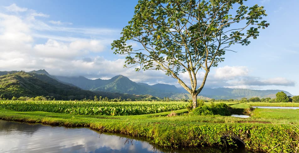 iStock/BackyardProduction