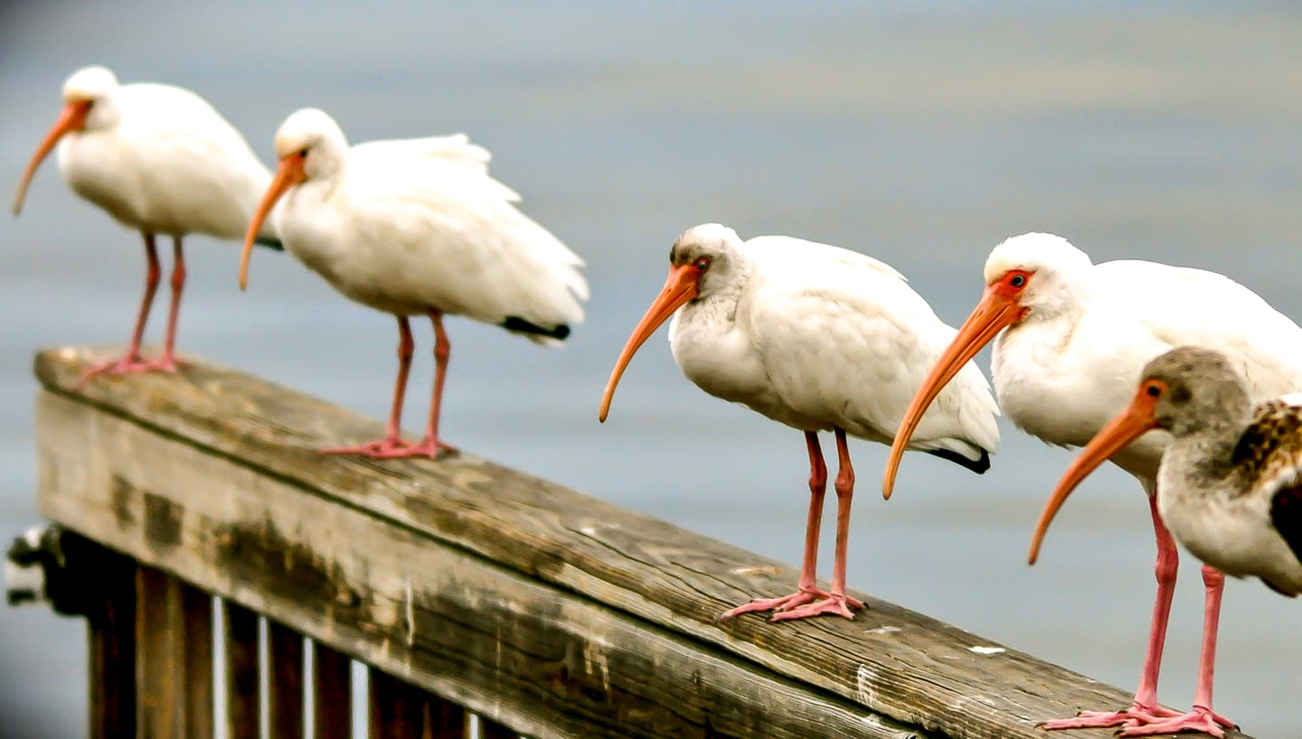 iStock.com / WGCPhotography