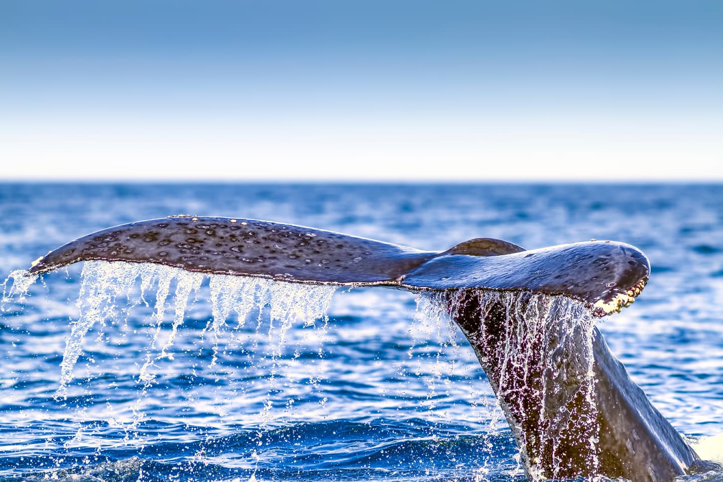 iStock.com / renacal1