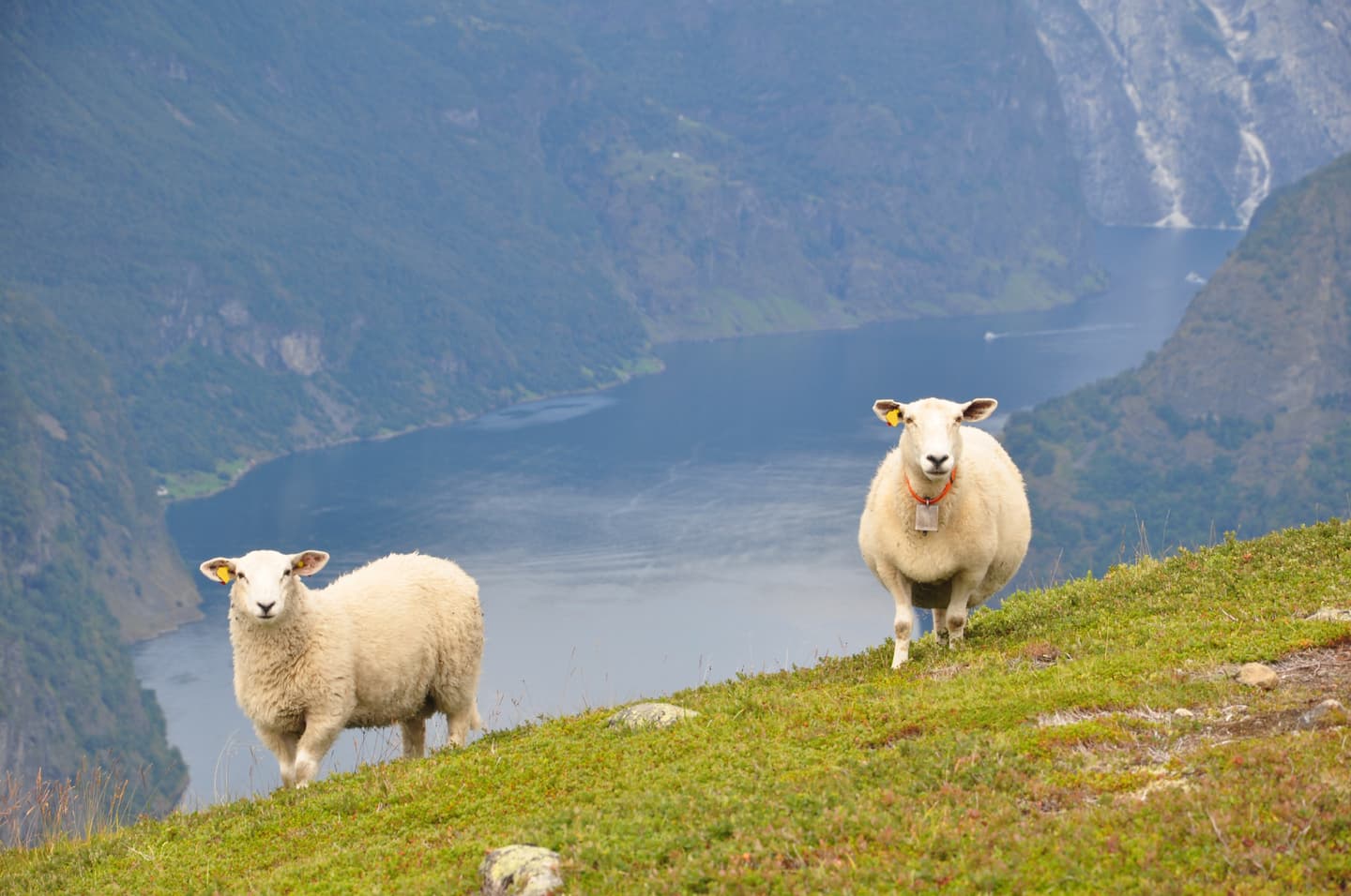 iStock.com / Shlomyt