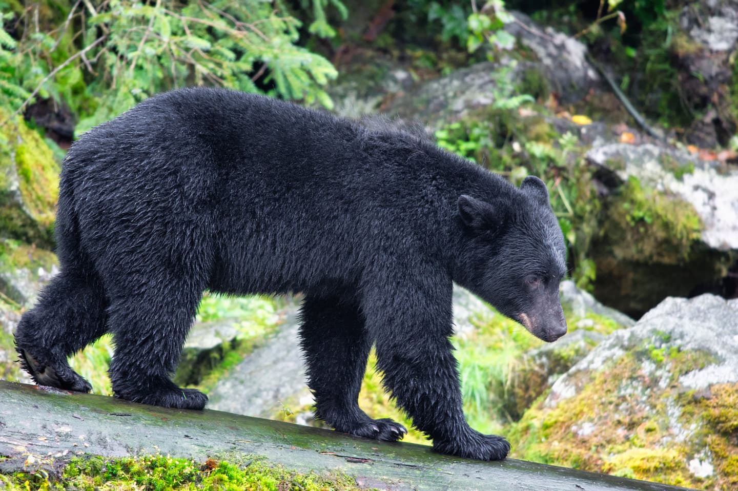 iStock.com / leannstamper