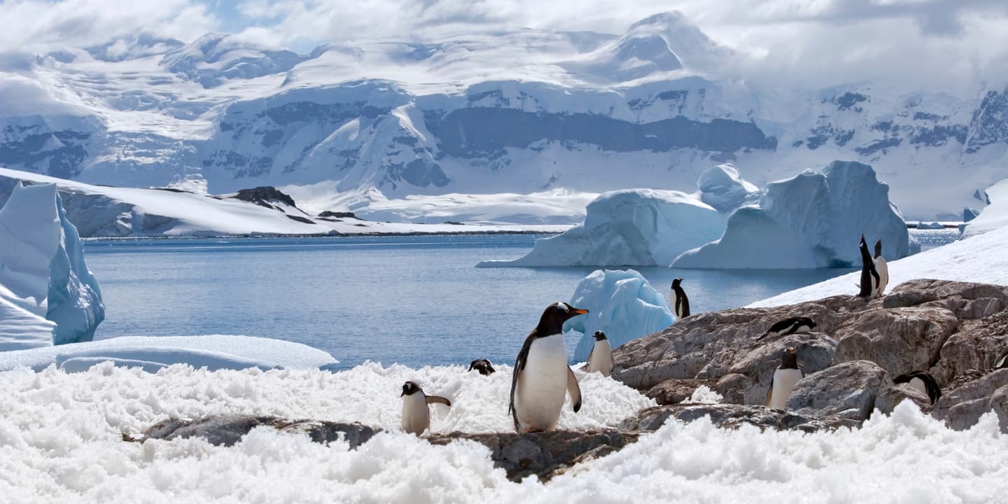 Penguins in Antarctica / iStock.com / Photodynamic