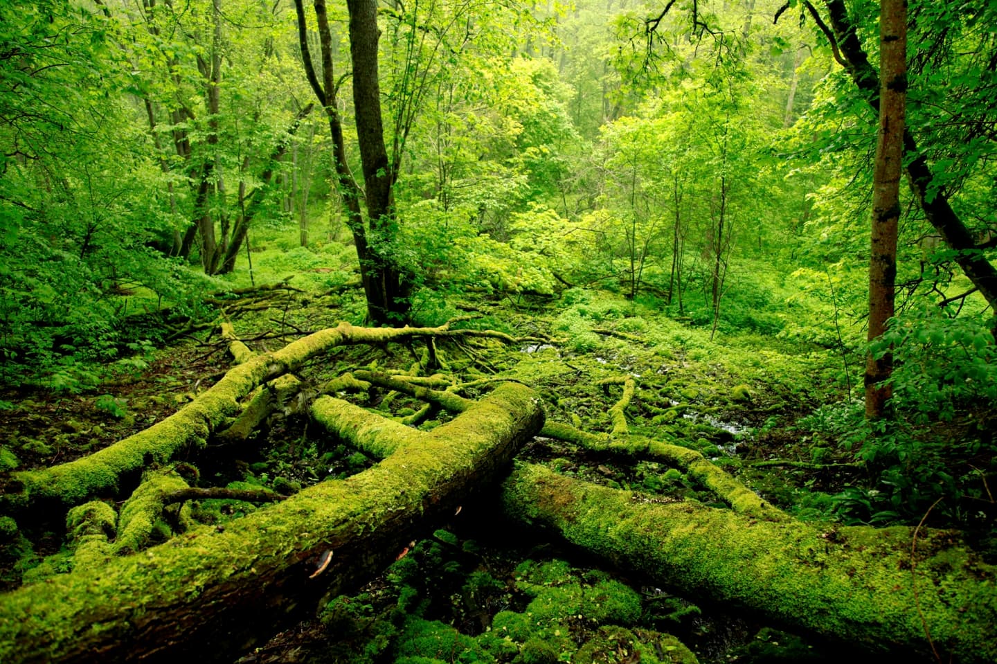 iStock.com / KristofferVaikla