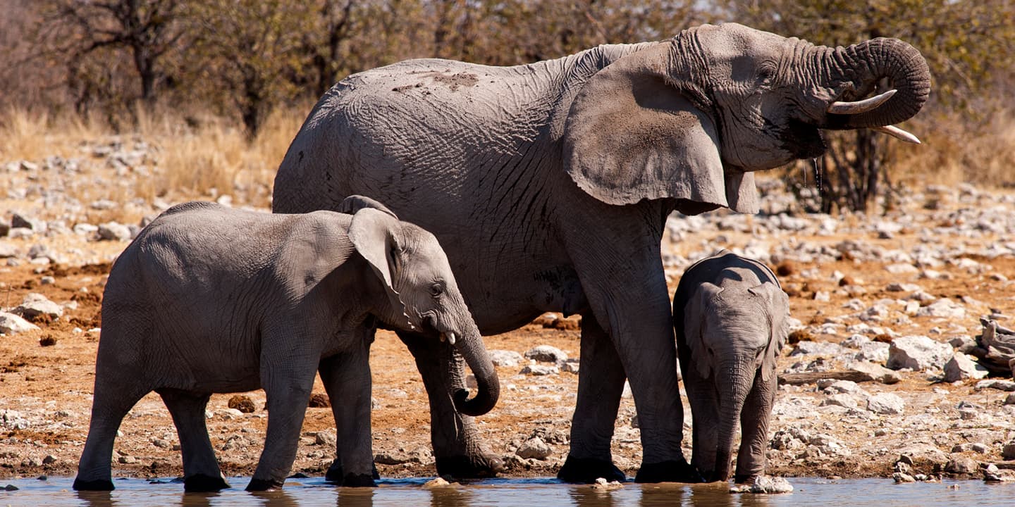 iStock.com / SerengetiLion