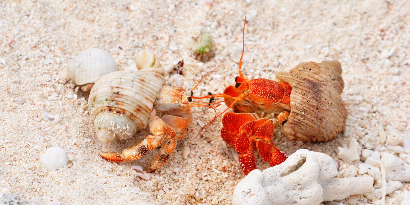 Captain Cook Cruises Fiji