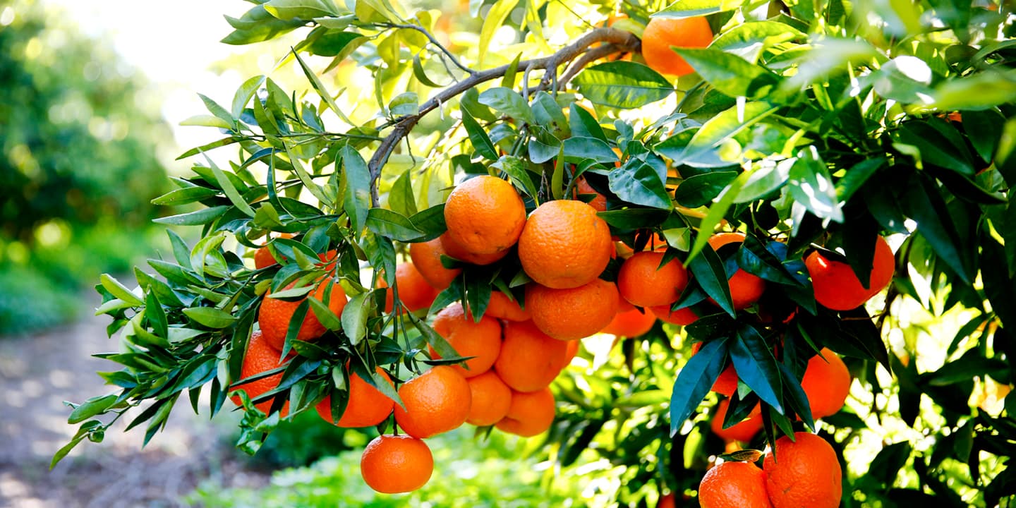 iStock.com / Jorgefontestad