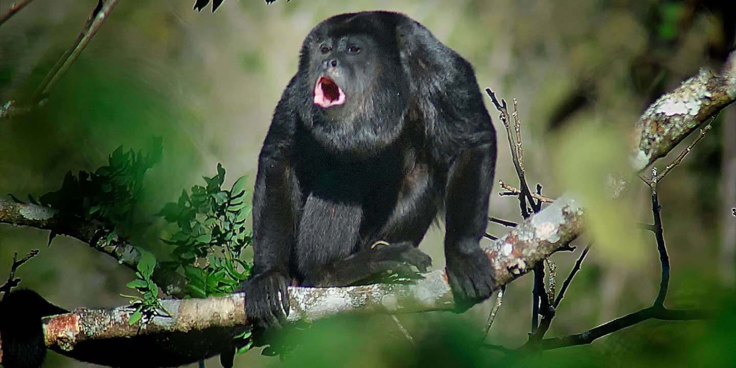 iStock.com / JonathanNicholls