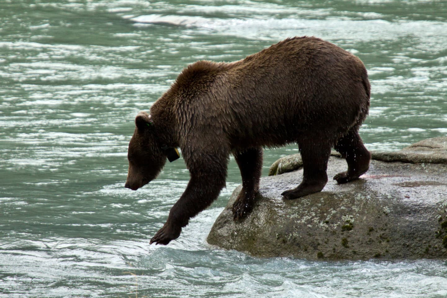 iStock.com / redfishweb