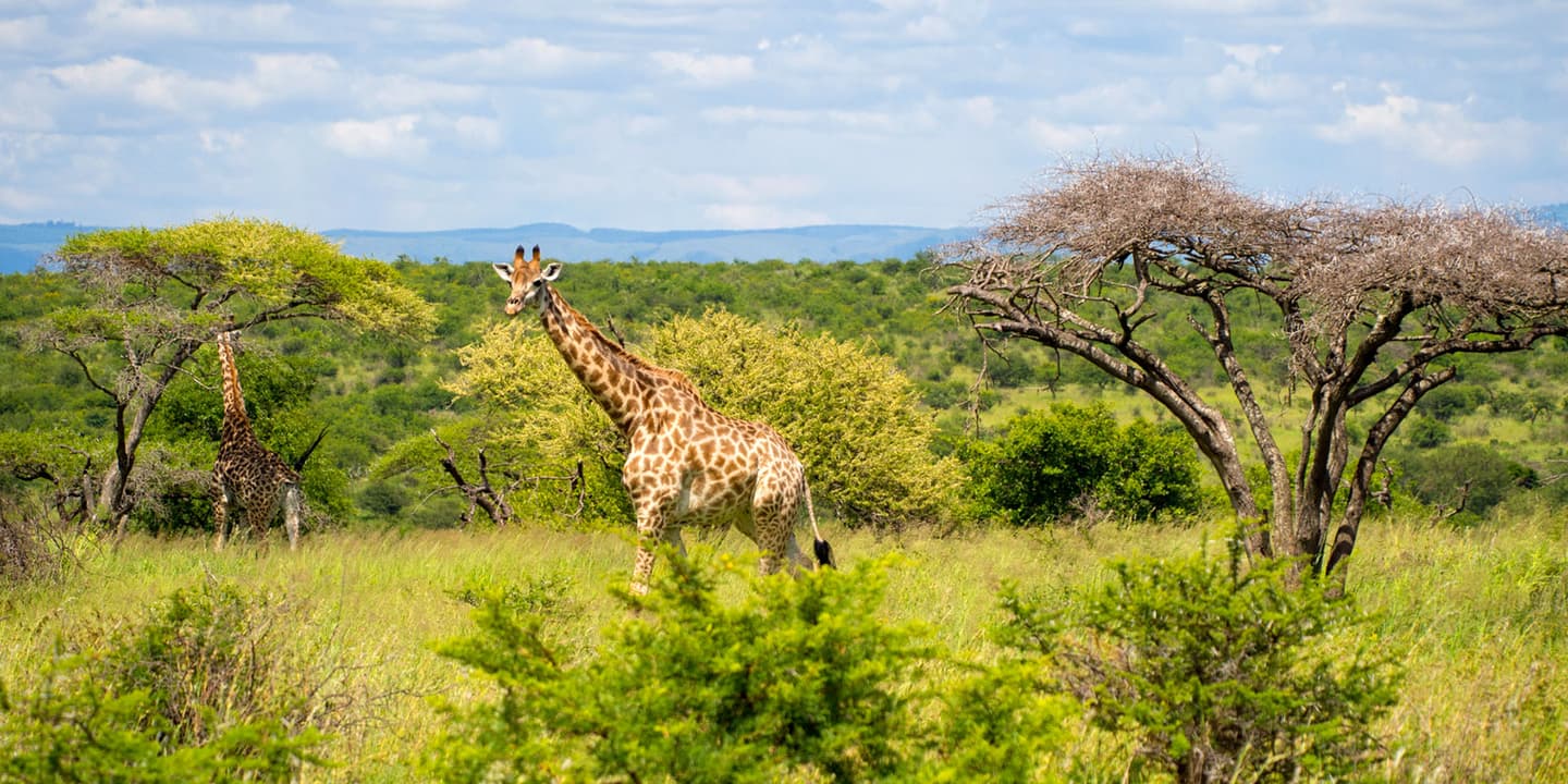 iStock.com / MarcelStrelow