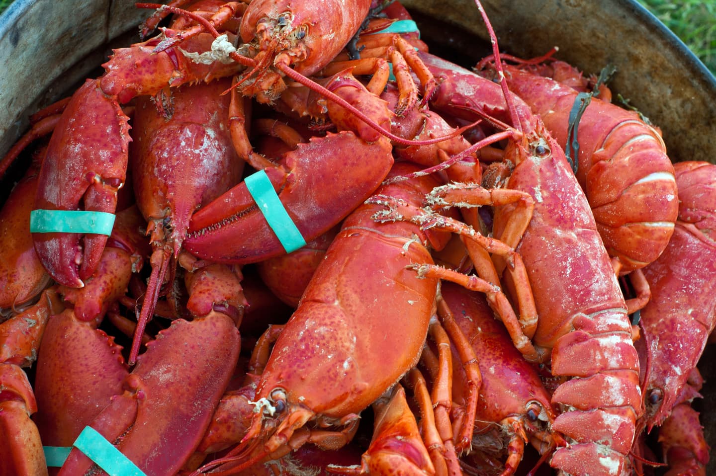 iStock.com / EJJohnsonPhotography