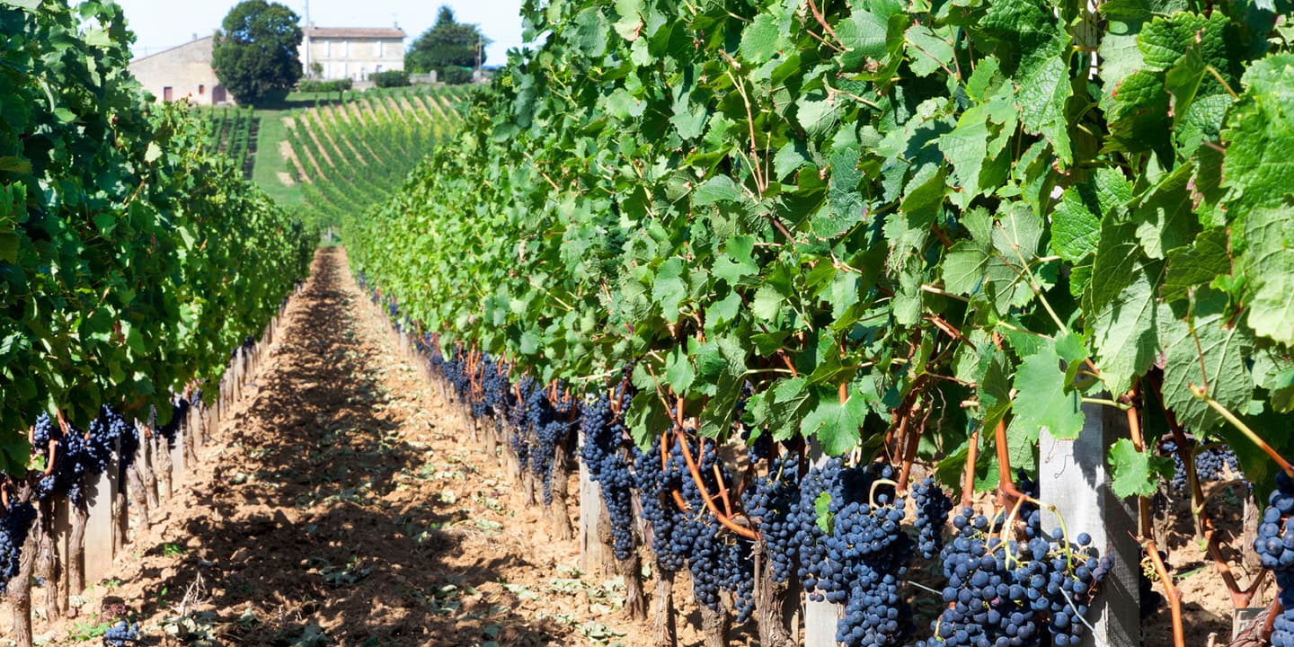 iStock.com / davidforeman