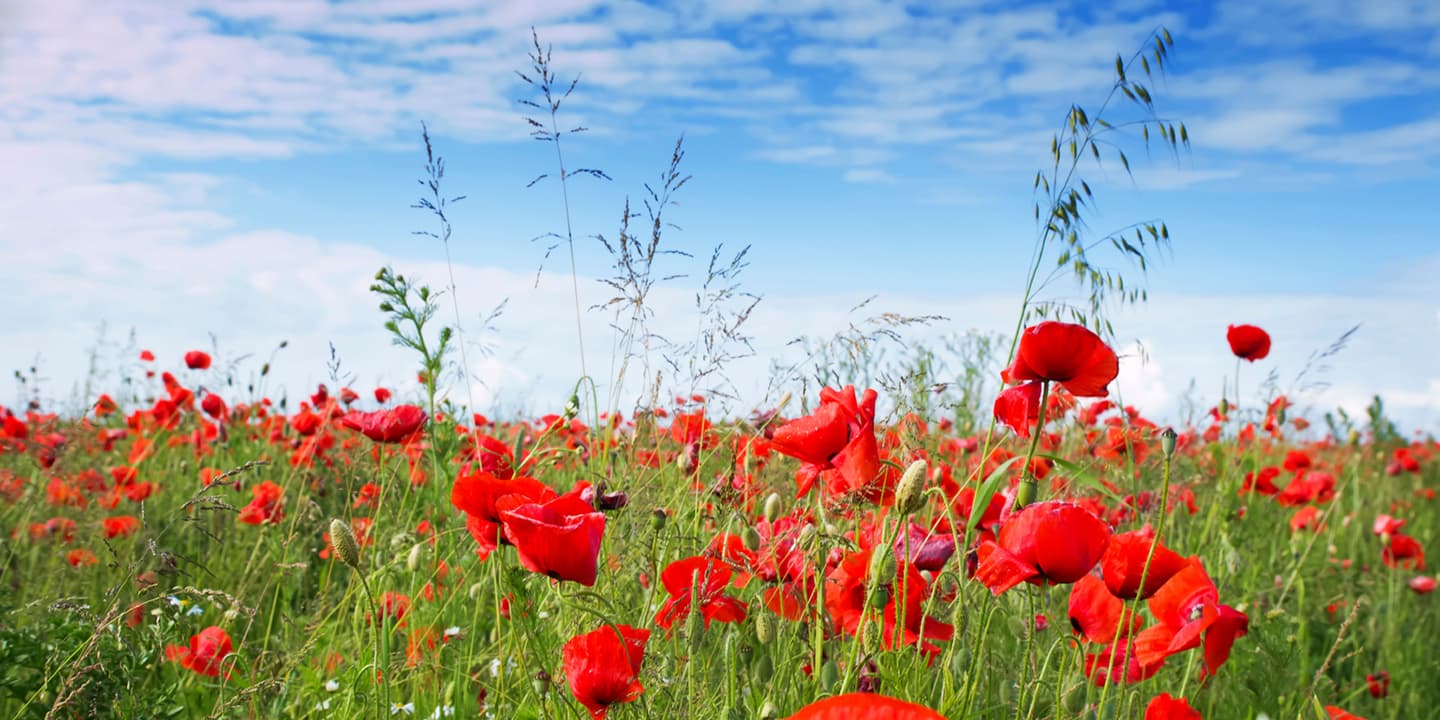 iStock.com / Chiociolla